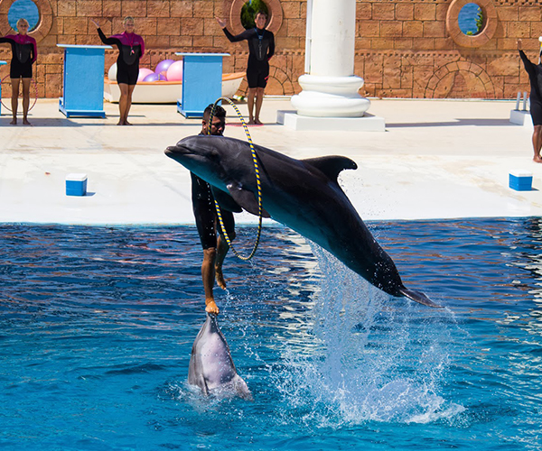 Шоу дельфинов из Манавгата (Сиде)