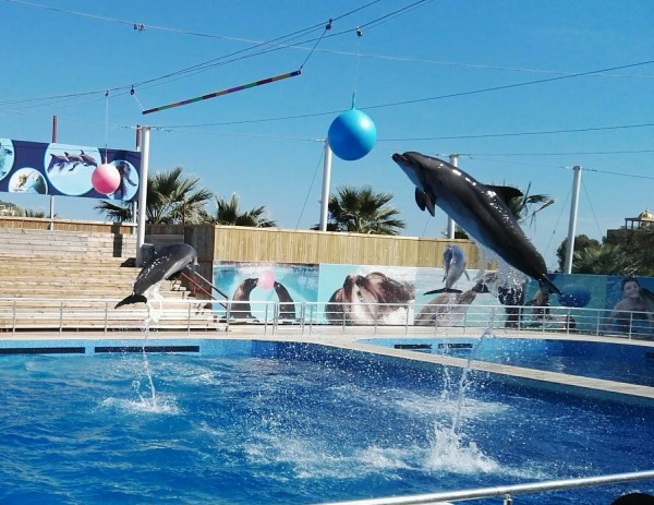 Шоу дельфинов в Анталье