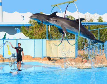 Шоу дельфинов из Кемера